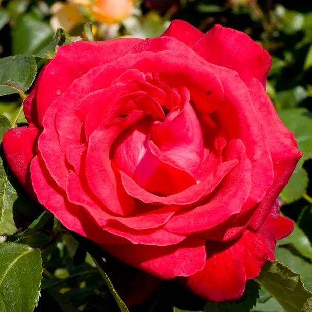 Alec's Red Hybrid Tea Roses (Rosa Alecs Red)